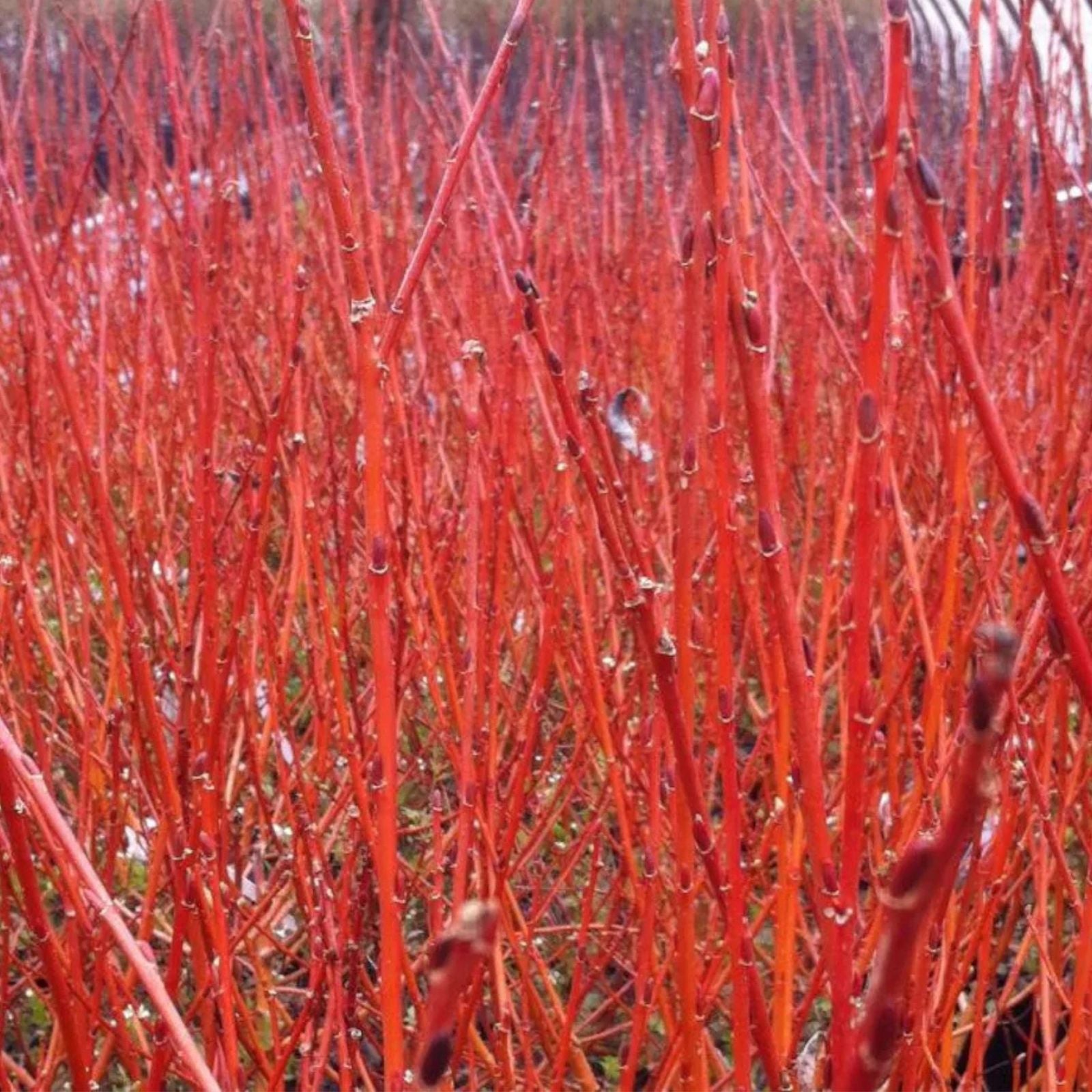 Red Flame Willow Trees 3 Gallon - Red Foliage Ornamental Tree - Salix purpurea - Landscaping and Garden Tree