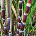 4 PCS Green Sugarcane Live Plants – Sweet Juicy Cuttings for Planting – Saccharum officinarum – Fresh and Ready to Grow