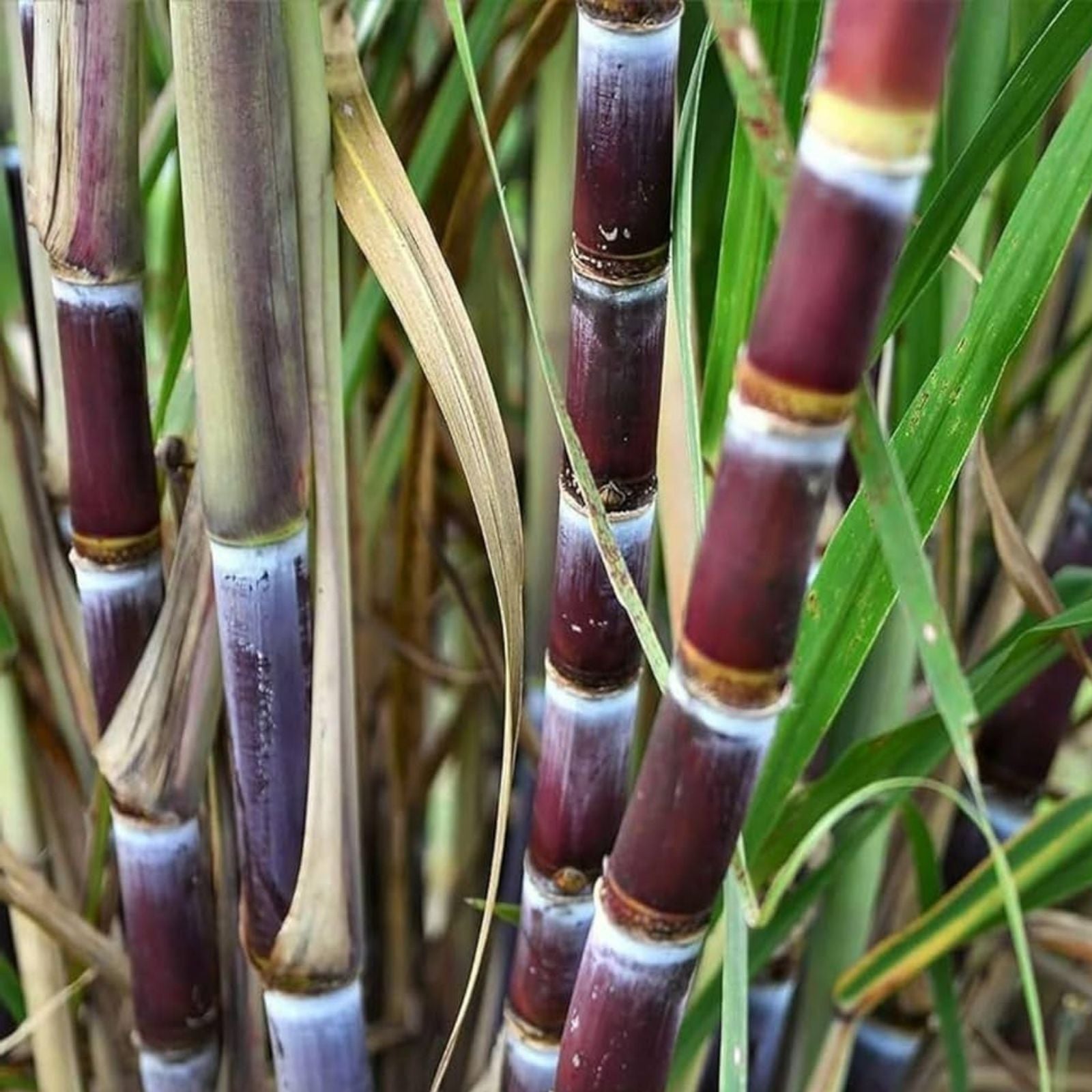 4 PCS Green Sugarcane Live Plants – Sweet Juicy Cuttings for Planting – Saccharum officinarum – Fresh and Ready to Grow