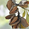 Almond Tree Seeds Organic Non-GMO Prunus dulcis for Gardening and Growing Almond Trees - Easy to Grow