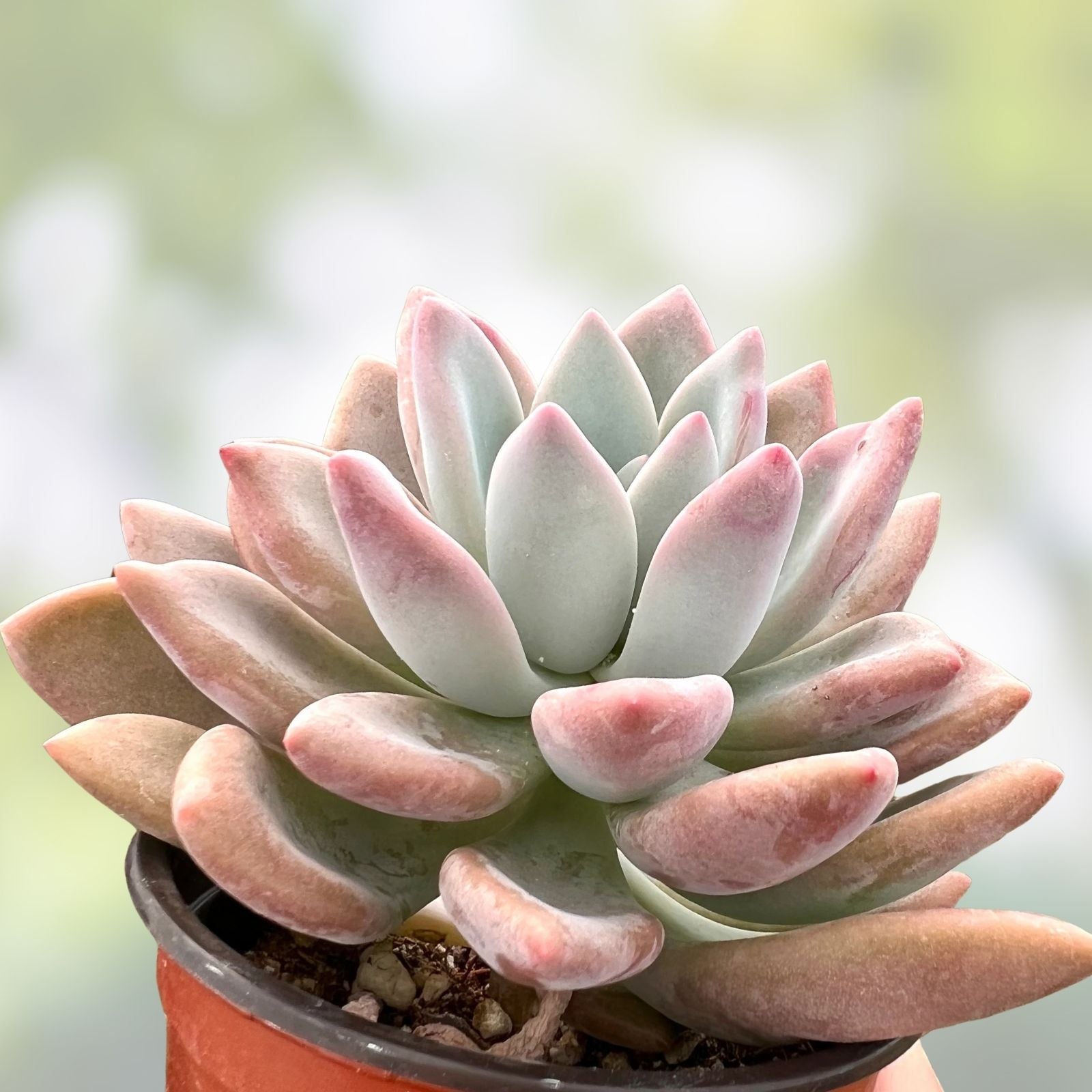 Graptoveria Olivia Succulent Plant 2 Inch – Drought-Tolerant Indoor Houseplant, Echeveria Hybrid, Live Succulent