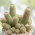 Boxing Glove Cactus Cutting Mammillaria elongata Succulent Live Plant Indoor Houseplant Starter