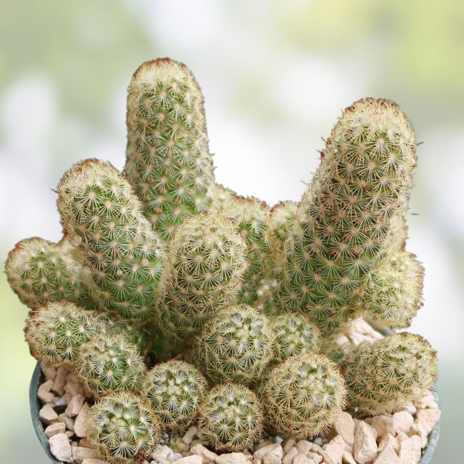 Boxing Glove Cactus Cutting Mammillaria elongata Succulent Live Plant Indoor Houseplant Starter