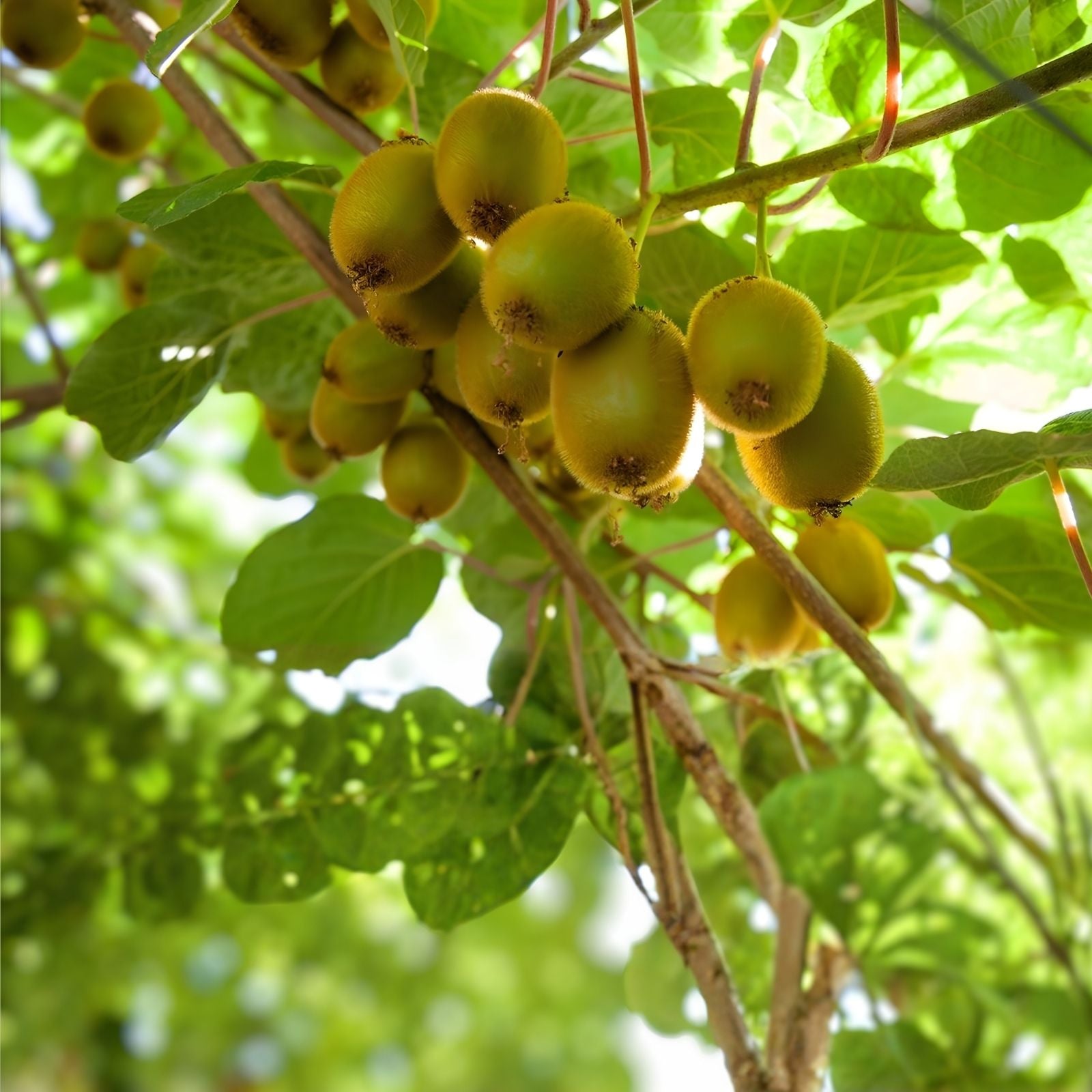 Hardy Arctic Kiwi Cuttings 6 Pack Seedless Female Male Actinidia Arguta Fruit Plant Live Starter Houseplant