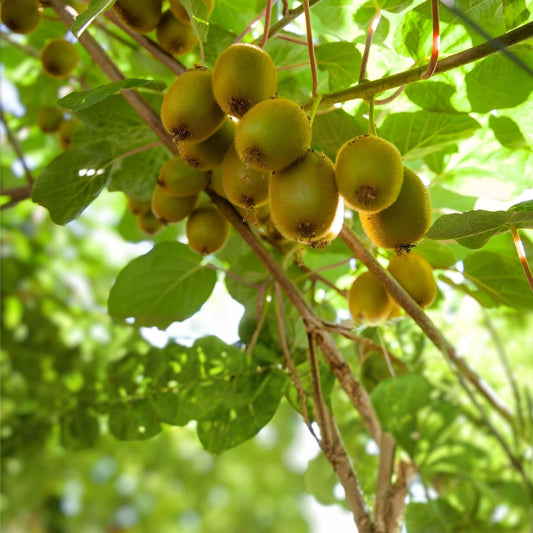 Hardy Arctic Kiwi Cuttings 6 Pack Seedless Female Male Actinidia Arguta Fruit Plant Live Starter Houseplant
