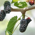Mulberry Cuttings Morus alba Unrooted 8 Inch Organic Live Plant Wholesale Fruit Tree Starter