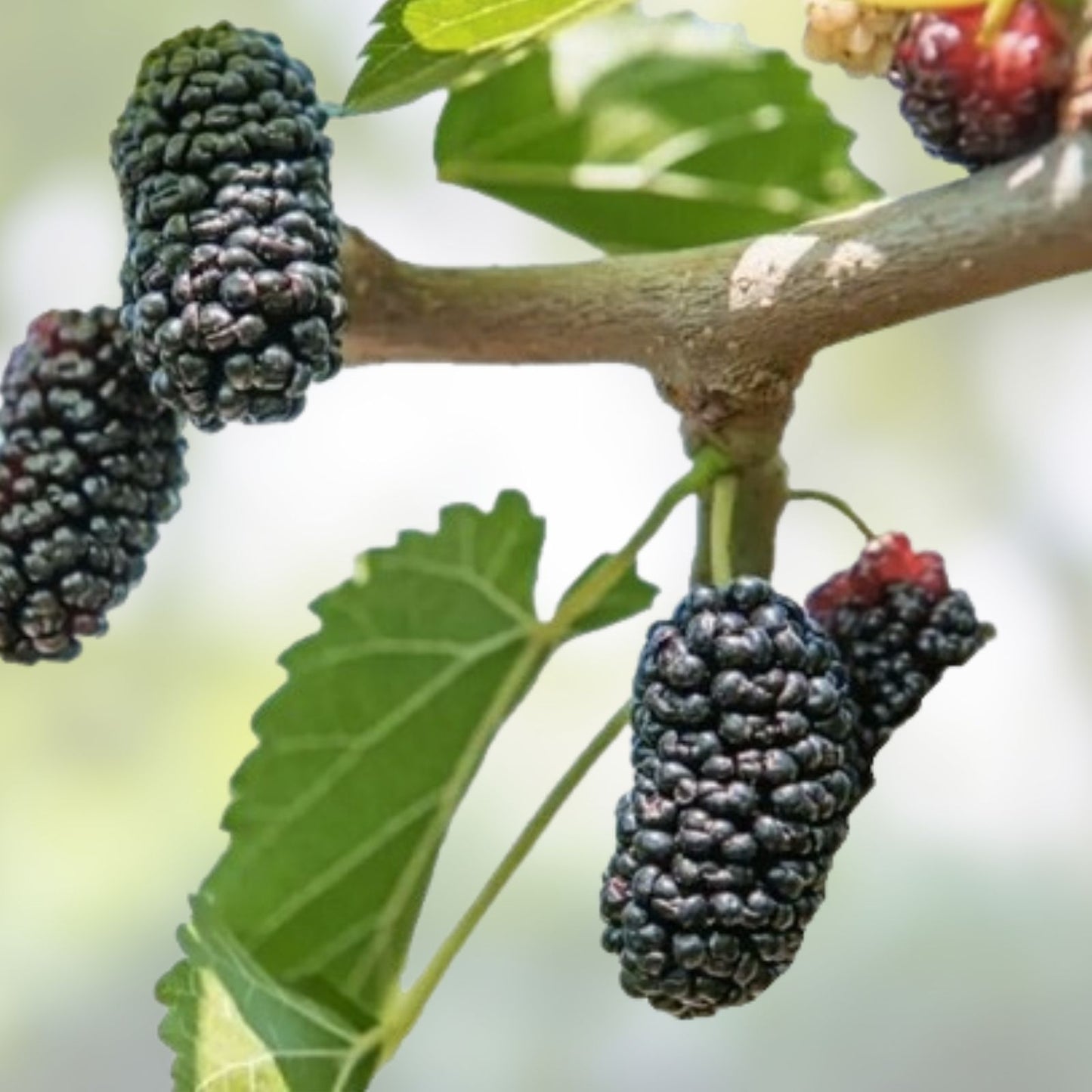 Mulberry Cuttings Morus alba Unrooted 8 Inch Organic Live Plant Wholesale Fruit Tree Starter