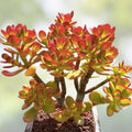 Jade Plant Cuttings 5 Pack | Money Succulent | Lucky Plant | Crassula ovata | 3-5 Inch Size | Fast Shipping