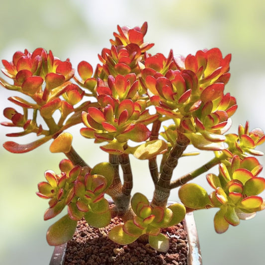Jade Plant Cuttings 5 Pack | Money Succulent | Lucky Plant | Crassula ovata | 3-5 Inch Size | Fast Shipping