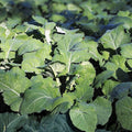 Non-GMO Kale Seeds Premier Variety 50+ Salad and Cooking Brassica oleracea Live Plant Cutting