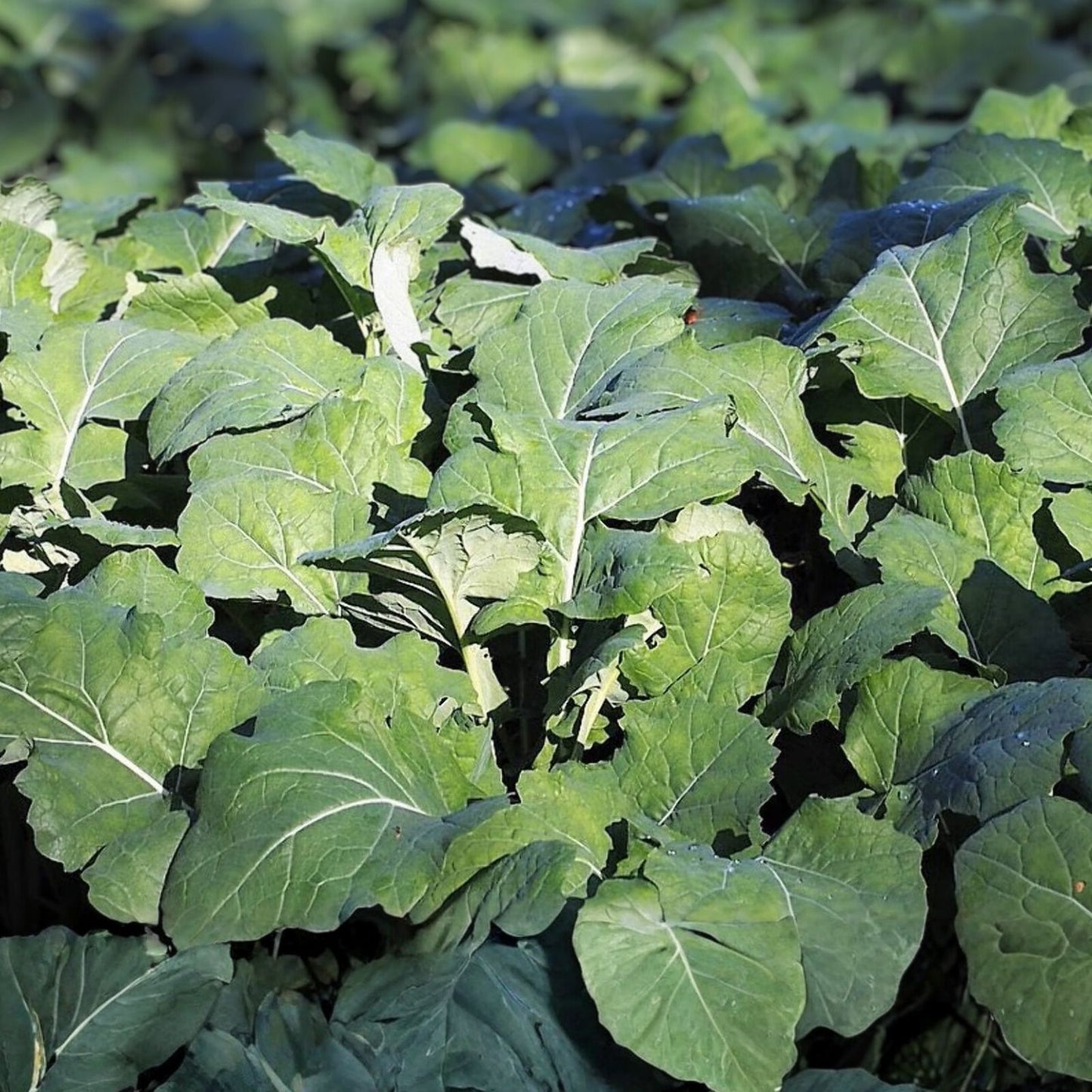 Non-GMO Kale Seeds Premier Variety 50+ Salad and Cooking Brassica oleracea Live Plant Cutting
