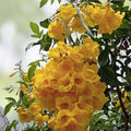 Yellow Trumpetbush Seeds - 20 Count - Bright Yellow Flowering Shrub for Garden and Landscaping - Tecoma stans Rare Exotic Plant