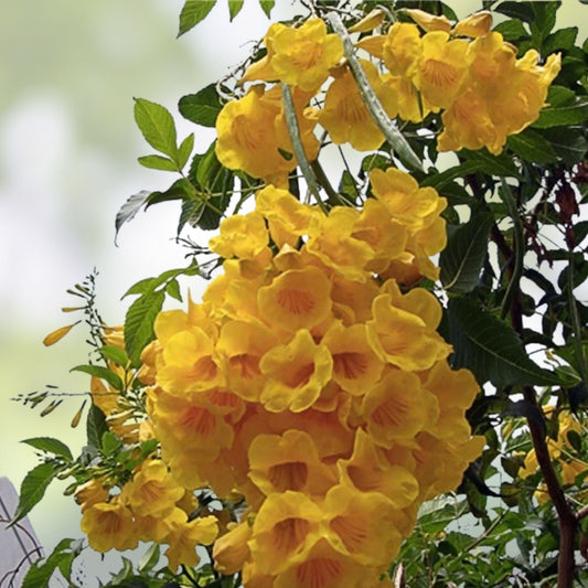 Yellow Trumpetbush Seeds - 20 Count - Bright Yellow Flowering Shrub for Garden and Landscaping - Tecoma stans Rare Exotic Plant