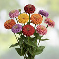 Giant Dahlia Flower Seeds 500+ California Giants Zinnia elegans Garden Annual Mix Live Plant Cutting