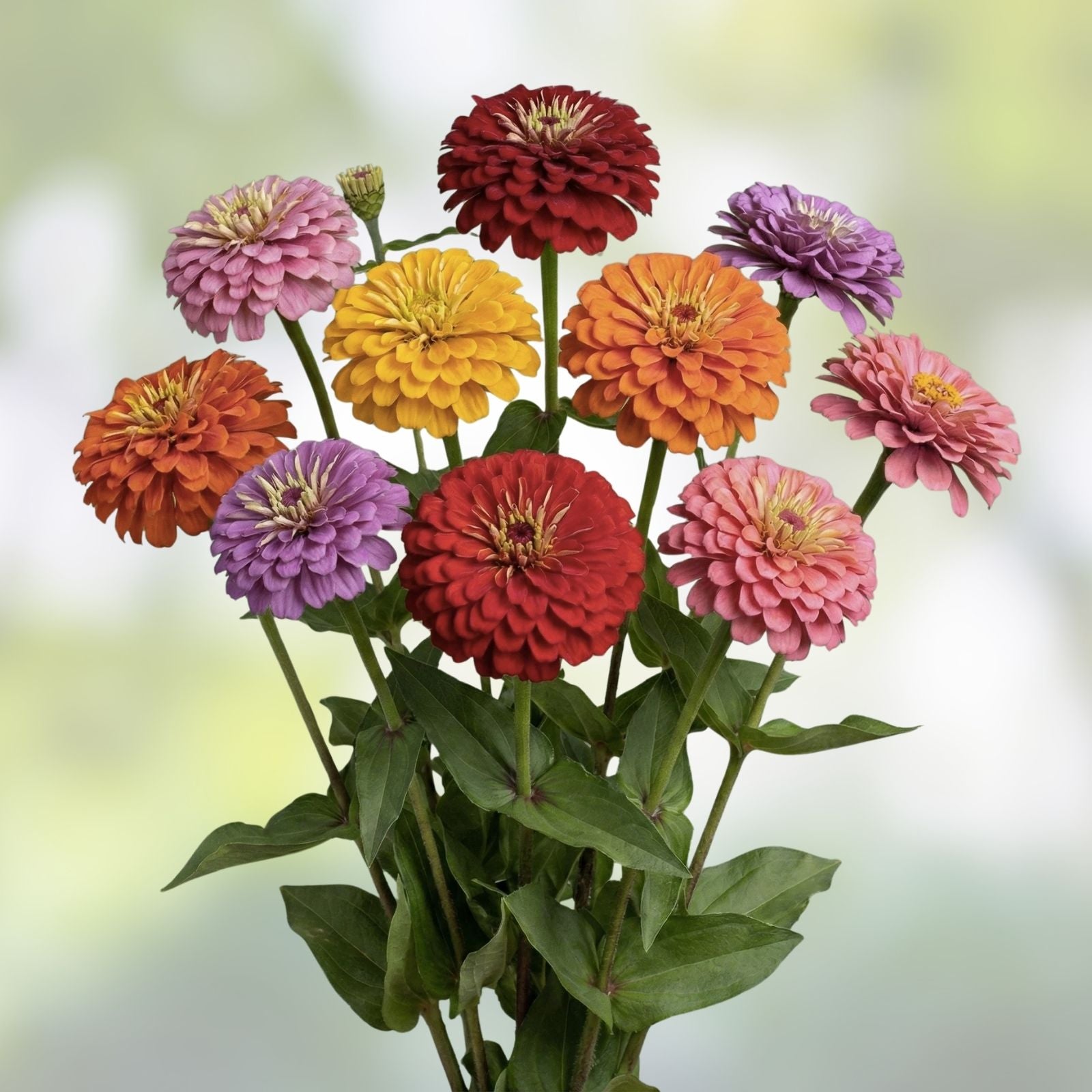 Giant Dahlia Flower Seeds 500+ California Giants Zinnia elegans Garden Annual Mix Live Plant Cutting