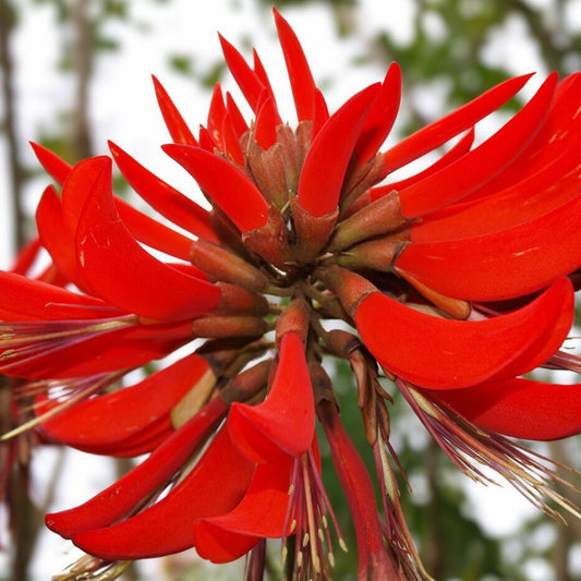 Kaffir Coral Tree Seeds 20 Pack - Erythrina variegata - Tropical Ornamental Plant for Gardening and Landscaping