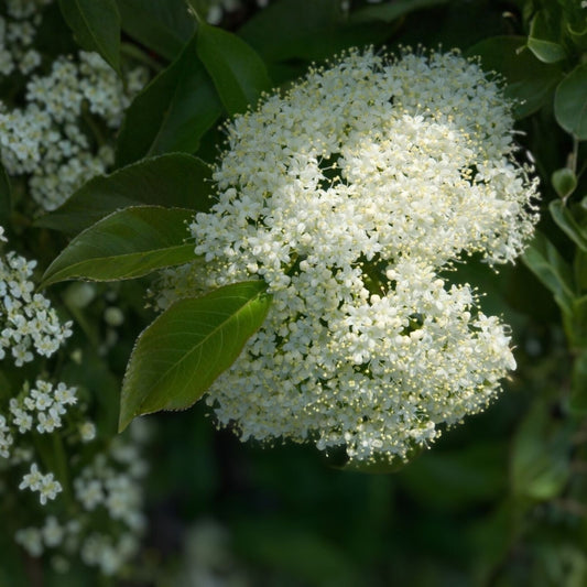 Nannyberry Viburnum Starter Plant Hardy Shrub Small Tree Live Plant Landscaping Garden Zone 5-9