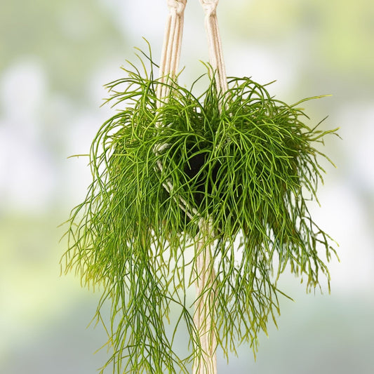 Mistletoe Cactus Cutting Rhipsalis baccifera Indoor Hanging Succulent Plant Live Houseplant Easy to Grow
