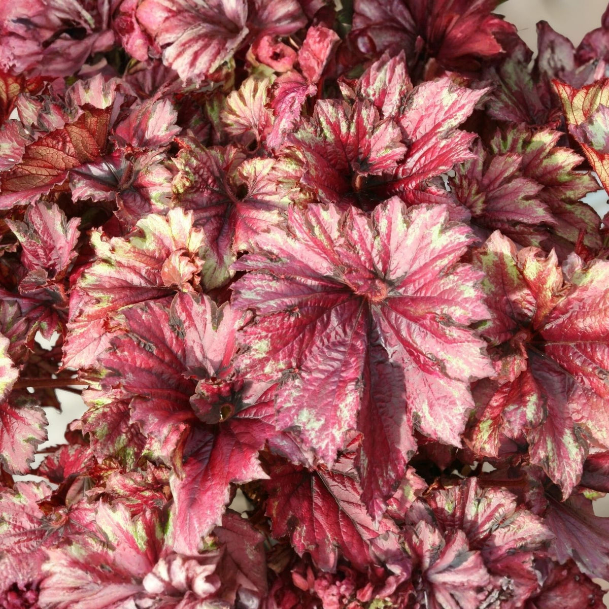 Begonia Seeds 45 or 125 Count Dazzled Raspberry Blend Premium Flowering Plant Seeds Begonia spp.