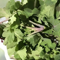 Walking Stick Kale Cuttings 3 Pieces Edible Greens Brassica oleracea Var. Alboglabra Heirloom Vegetable Seedlings