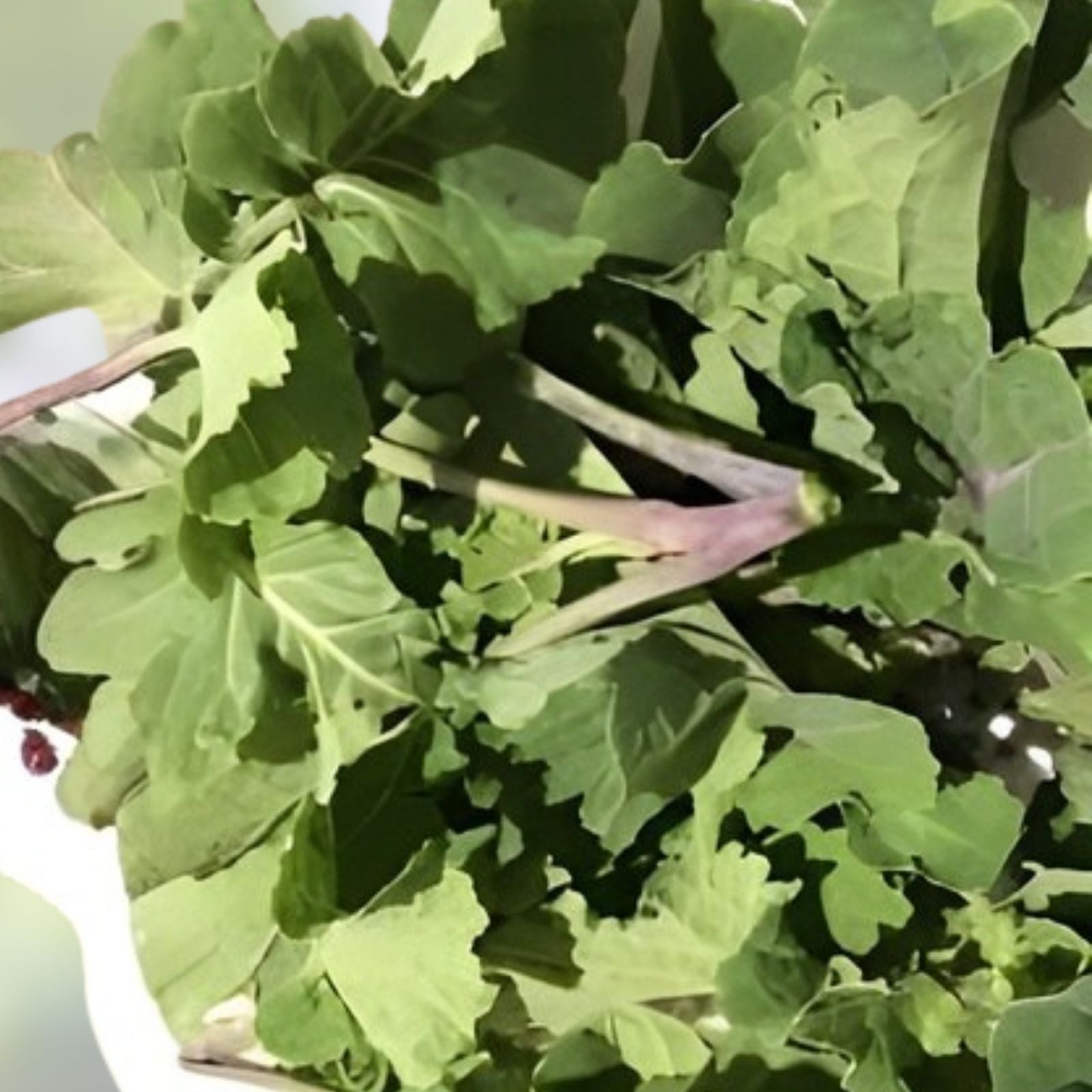 Walking Stick Kale Cuttings 3 Pieces Edible Greens Brassica oleracea Var. Alboglabra Heirloom Vegetable Seedlings