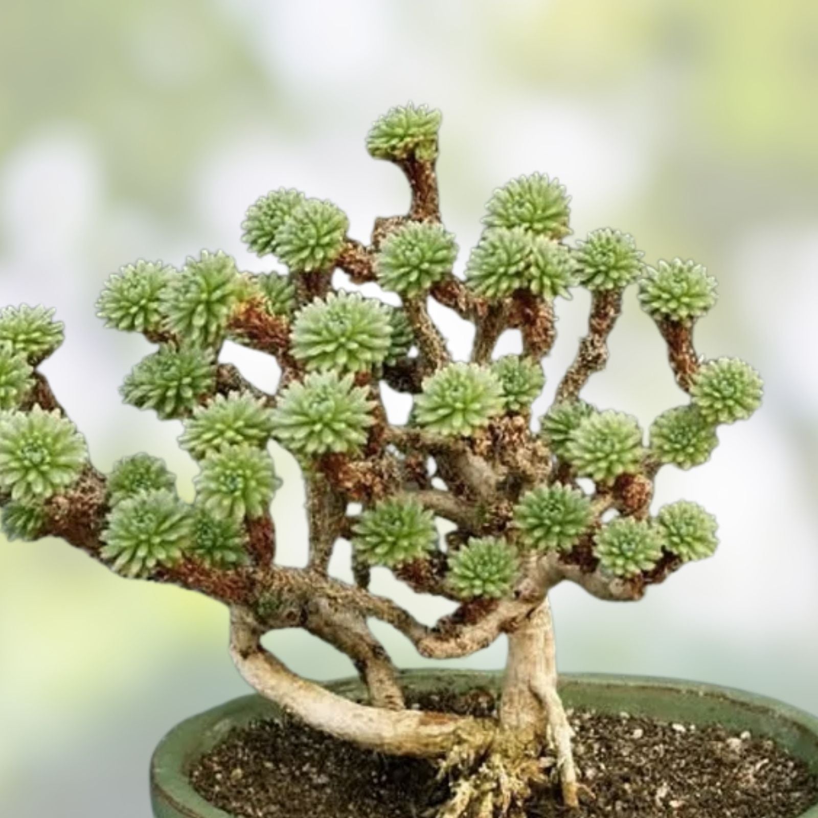 Joshua Tree Bonsai Seeds 10 Pack | Yucca brevifolia Drought Tolerant Indoor Outdoor Plant | Easy to Grow Bonsai Tree Seeds