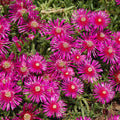Ice Plant Succulents Cutting, Purple Pink Ground Cover, Delosperma spp., 4-7 inches, live plant, succulent starter, houseplant