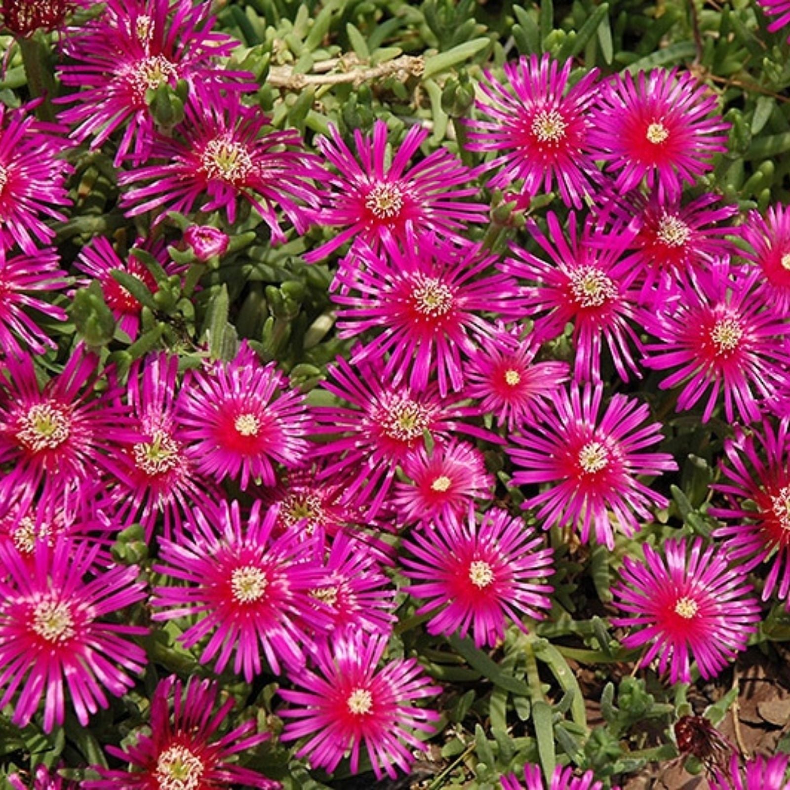 Ice Plant Succulents Cutting, Purple Pink Ground Cover, Delosperma spp., 4-7 inches, live plant, succulent starter, houseplant