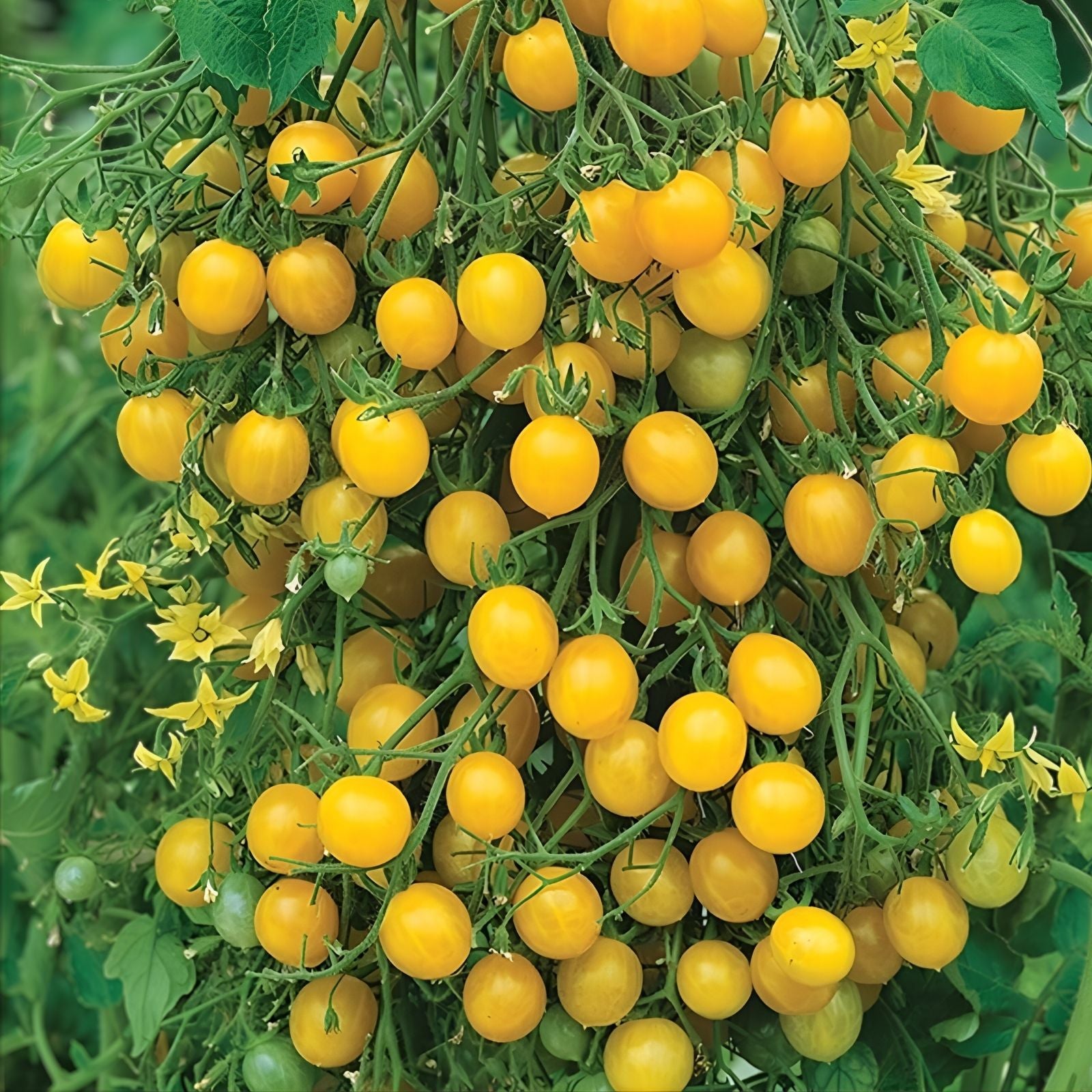 Sweet Lemon Tomato Seeds 100 Organic Heirloom Yellow Fruit Starter Plants for Home Garden USA Grown