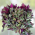 Tradescantia Cuttings 9 Pack - Inch Plant, Purple & Green Variegated, Live Propagation, Tradescantia zebrina, Houseplant, Indoor Garden