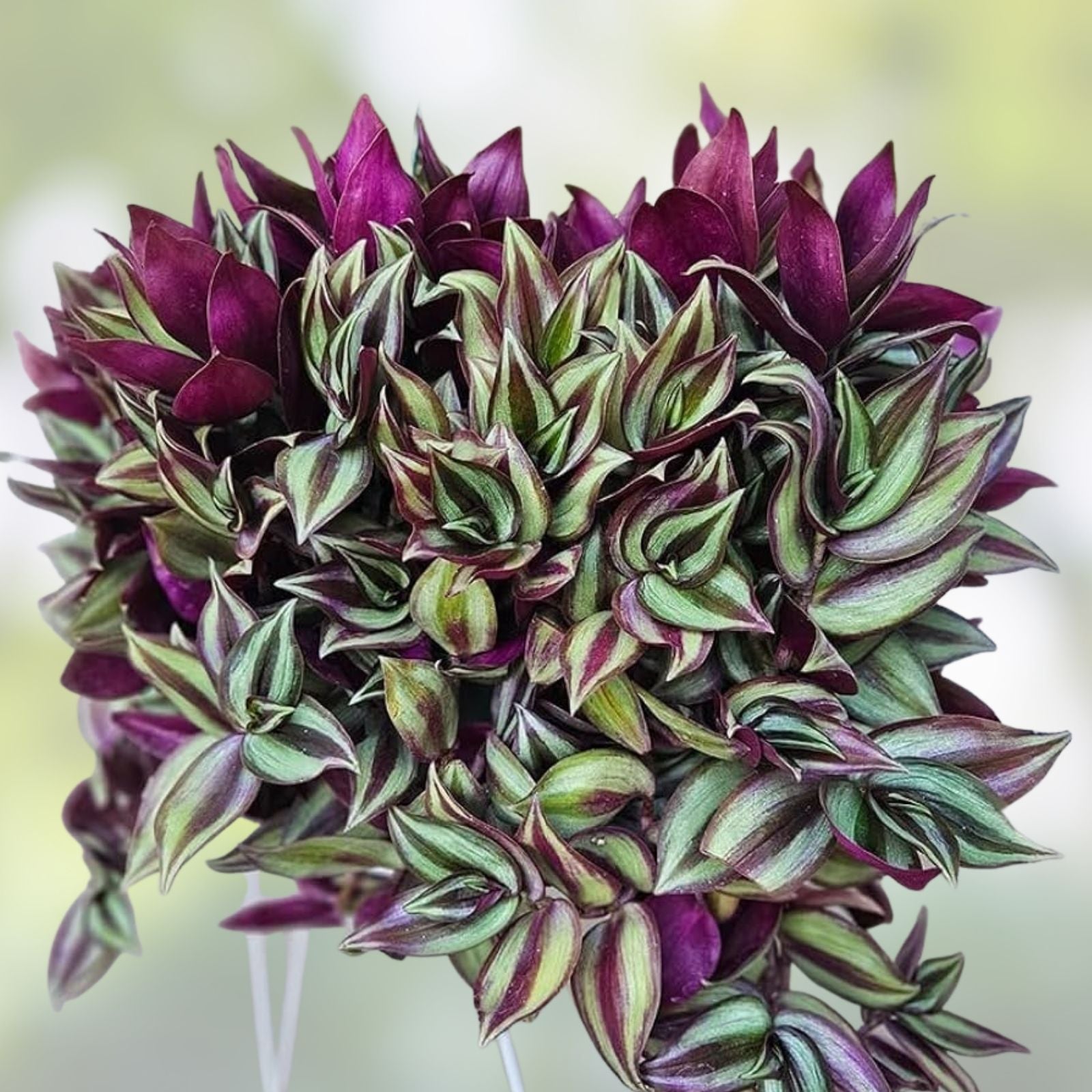 Tradescantia Cuttings 9 Pack - Inch Plant, Purple & Green Variegated, Live Propagation, Tradescantia zebrina, Houseplant, Indoor Garden