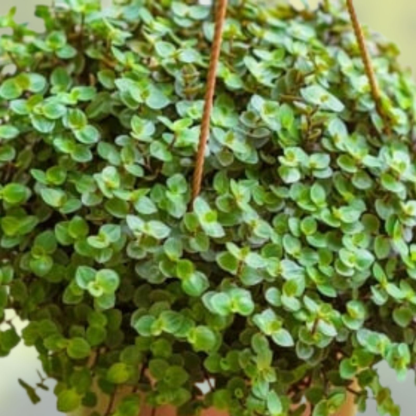 Callisia Fragrans Basket Plant, Trailing Indoor Houseplant, Live Rooted Chain Plant, Easy Care, Green Foliage, Starter Plant