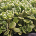 Graptoveria Fred Ives Succulent Cutting 6-inch Live Plant, Easy Care, Houseplant, Succulent Collection, Rare Starter Plant