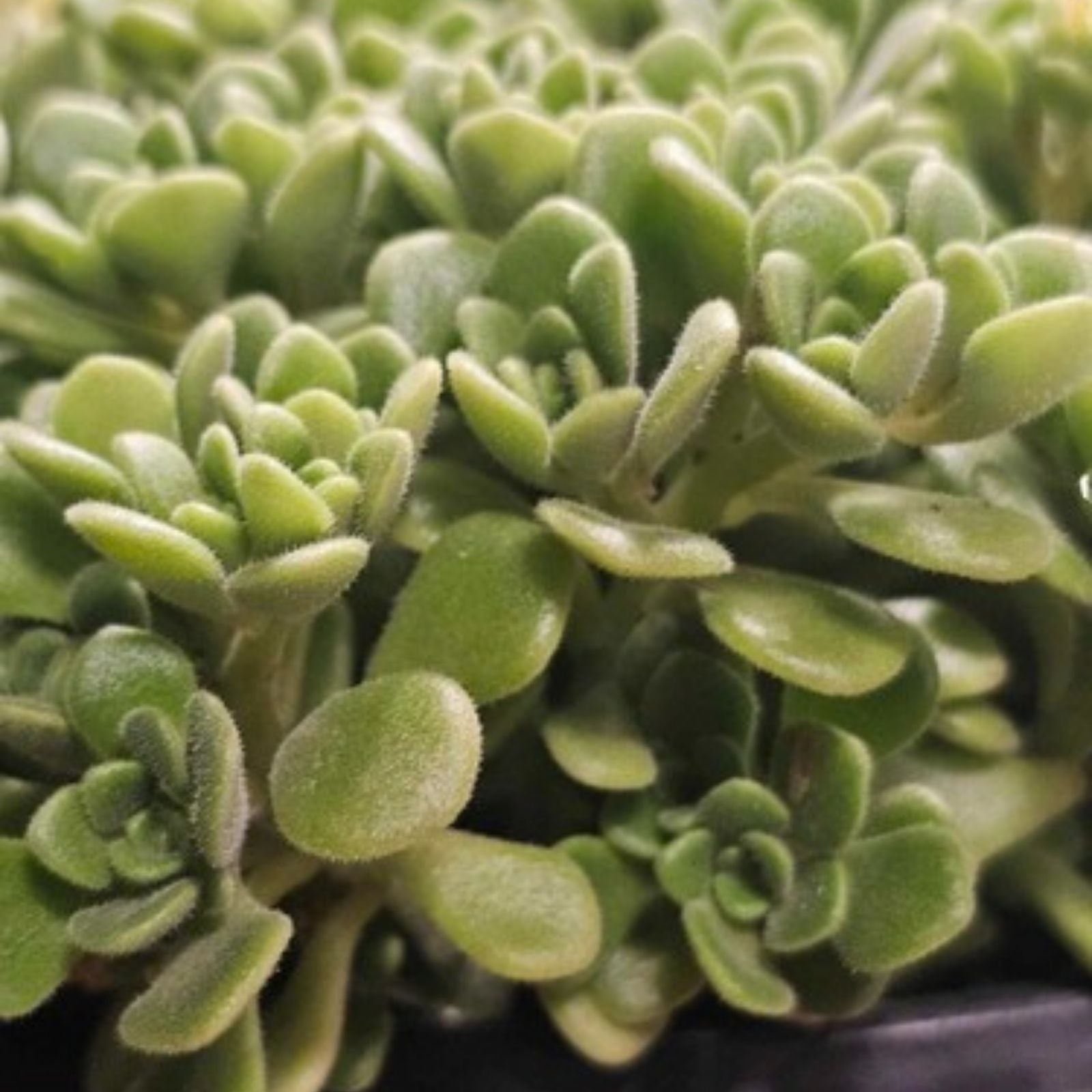 Graptoveria Fred Ives Succulent Cutting 6-inch Live Plant, Easy Care, Houseplant, Succulent Collection, Rare Starter Plant