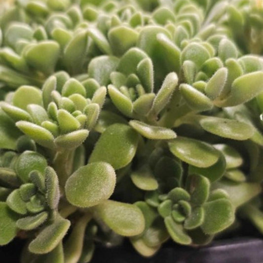 Graptoveria Fred Ives Succulent Cutting 6-inch Live Plant, Easy Care, Houseplant, Succulent Collection, Rare Starter Plant