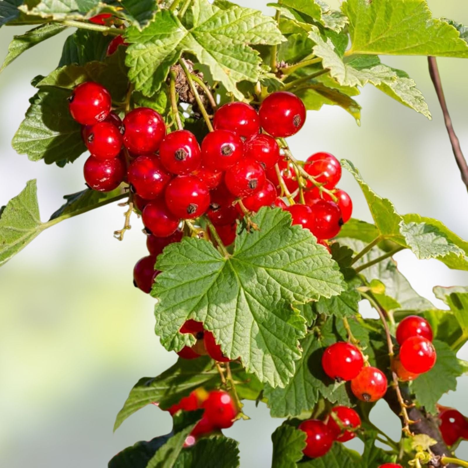 Red Currant Live Starter Plant 12 Inches Ribes rubrum Fruit Bearing Shrub for Garden Landscape