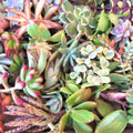Assorted Succulent Cuttings Mini 1-2" Plants for Fairy Gardens Terrariums Live Houseplants