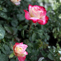 Fire & Ice Rose Bush 1-2 ft Red White Fragrant Hybrid Tea Floribunda Live Plant Cutting