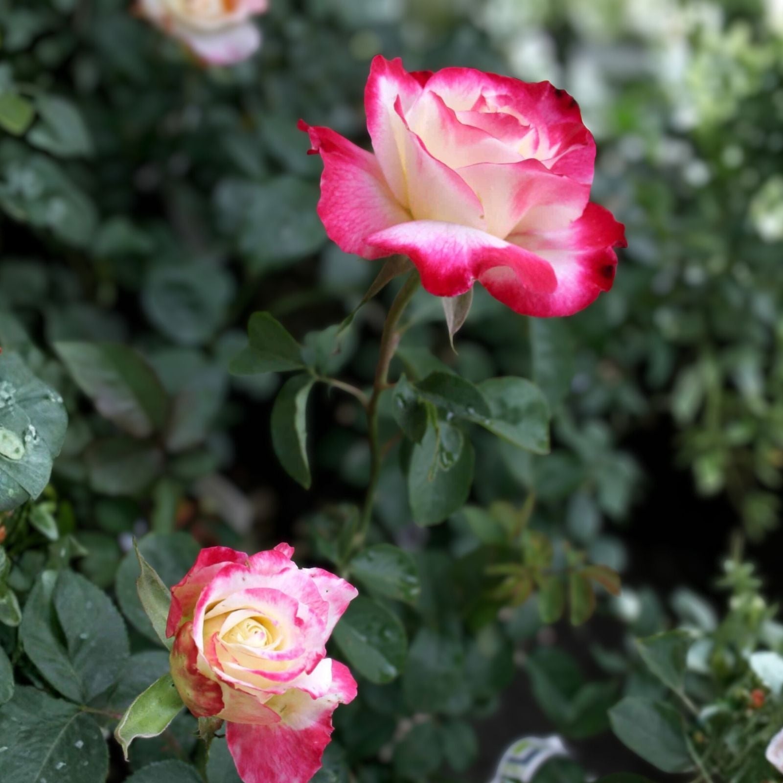 Fire & Ice Rose Bush 1-2 ft Red White Fragrant Hybrid Tea Floribunda Live Plant Cutting