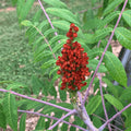 Smooth Sumac Plant Set of 2 Rhus glabra Bare Root Edible Berry Fall Color Shrubs for Garden
