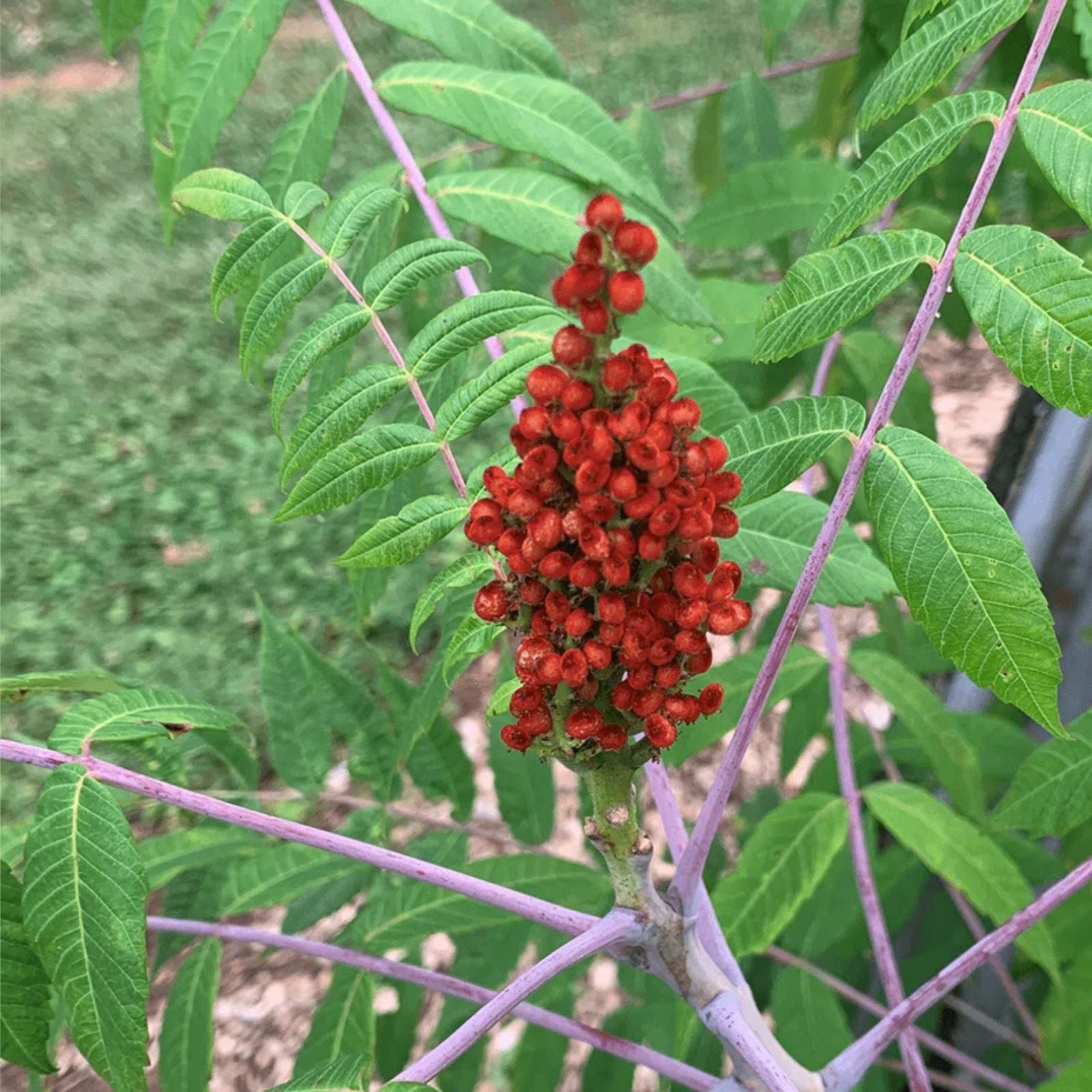 Smooth Sumac Plant Set of 2 Rhus glabra Bare Root Edible Berry Fall Color Shrubs for Garden