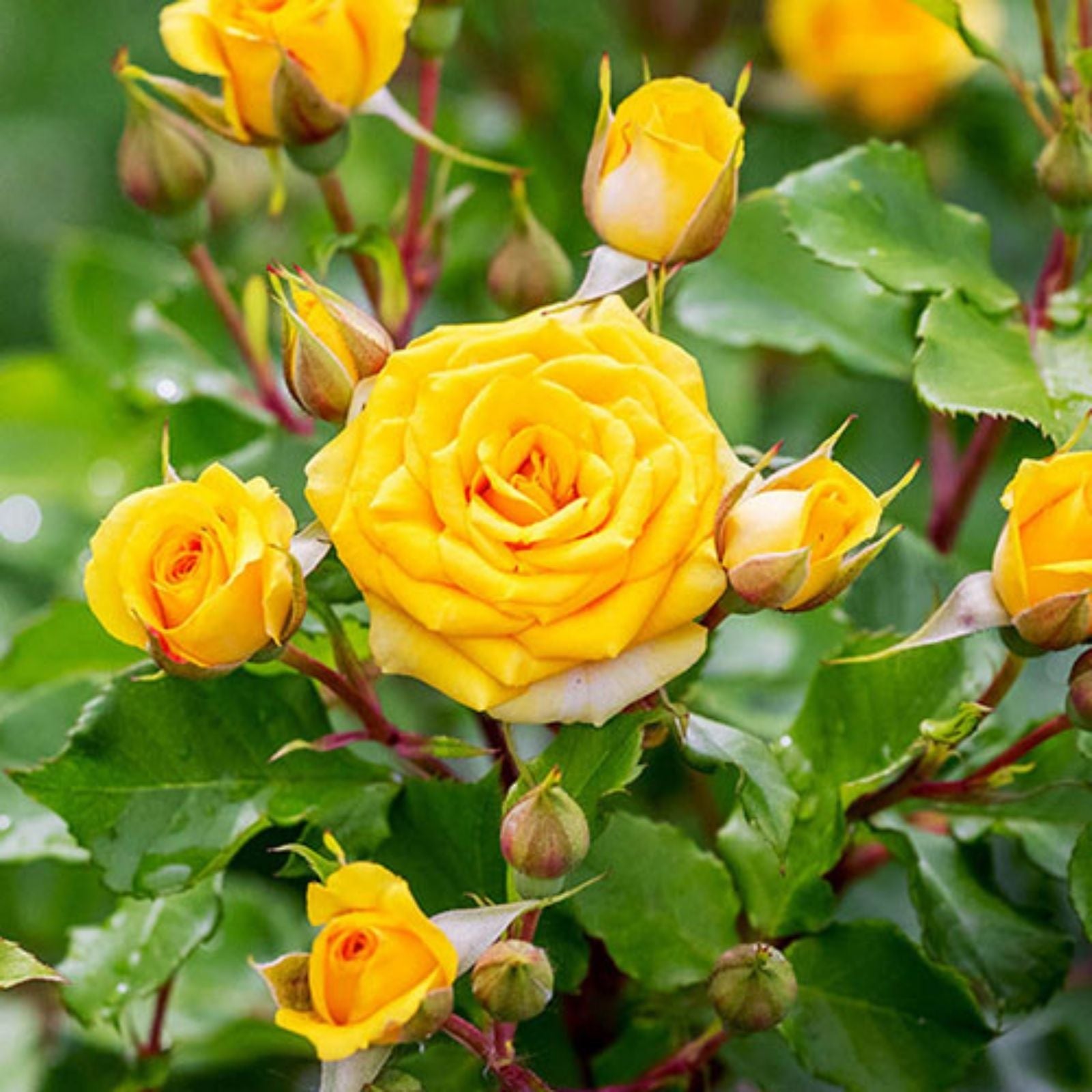 Yellow Rose Bush True Friendship Rosa, 1-2 ft, Hardy Garden Flower Plant, Full Sun, Zones 5-9, Live Plant, Cutting, Bare Root