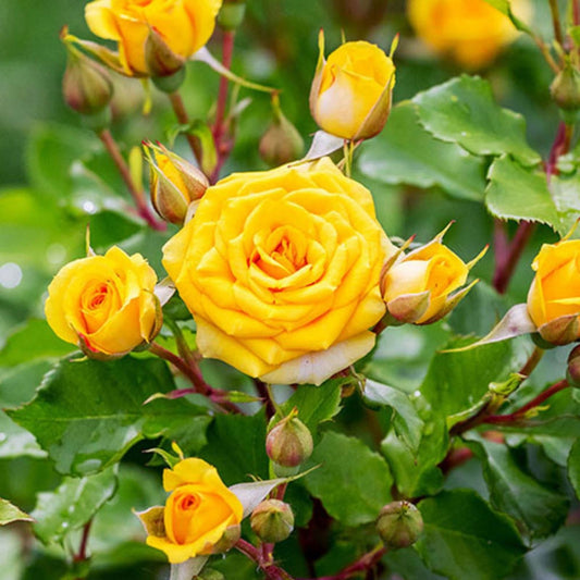 Yellow Rose Bush True Friendship Rosa, 1-2 ft, Hardy Garden Flower Plant, Full Sun, Zones 5-9, Live Plant, Cutting, Bare Root