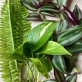Plant Cutting Variety Pack 15 Rooted Cuttings Assorted Colors Houseplant Propagation Gardening
