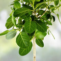 Ficus benghalensis Ficus Cuttings Banyan Tree Live Plant Propagation Starter Plant Bare Root Houseplant