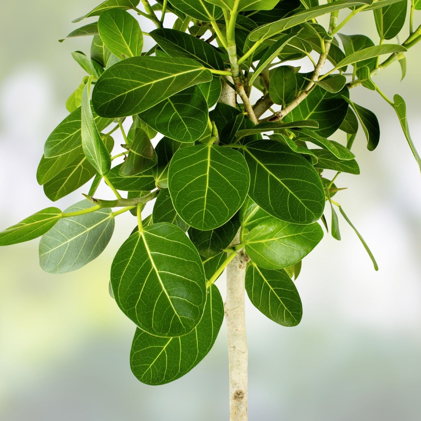 Ficus benghalensis Ficus Cuttings Banyan Tree Live Plant Propagation Starter Plant Bare Root Houseplant