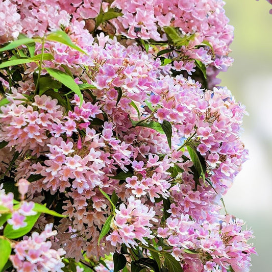 Kolkwitzia amabilis Beautybush Seeds 20 Pack Flowering Shrub for Garden Landscaping Live Plant Cutting Fast Growing