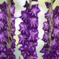 Purple Gladiolus Bulbs 12-14cm Tall Garden Flower Bulbs, Sword Lily, Live Plant, Flowering Bulbs, Summer Bloom