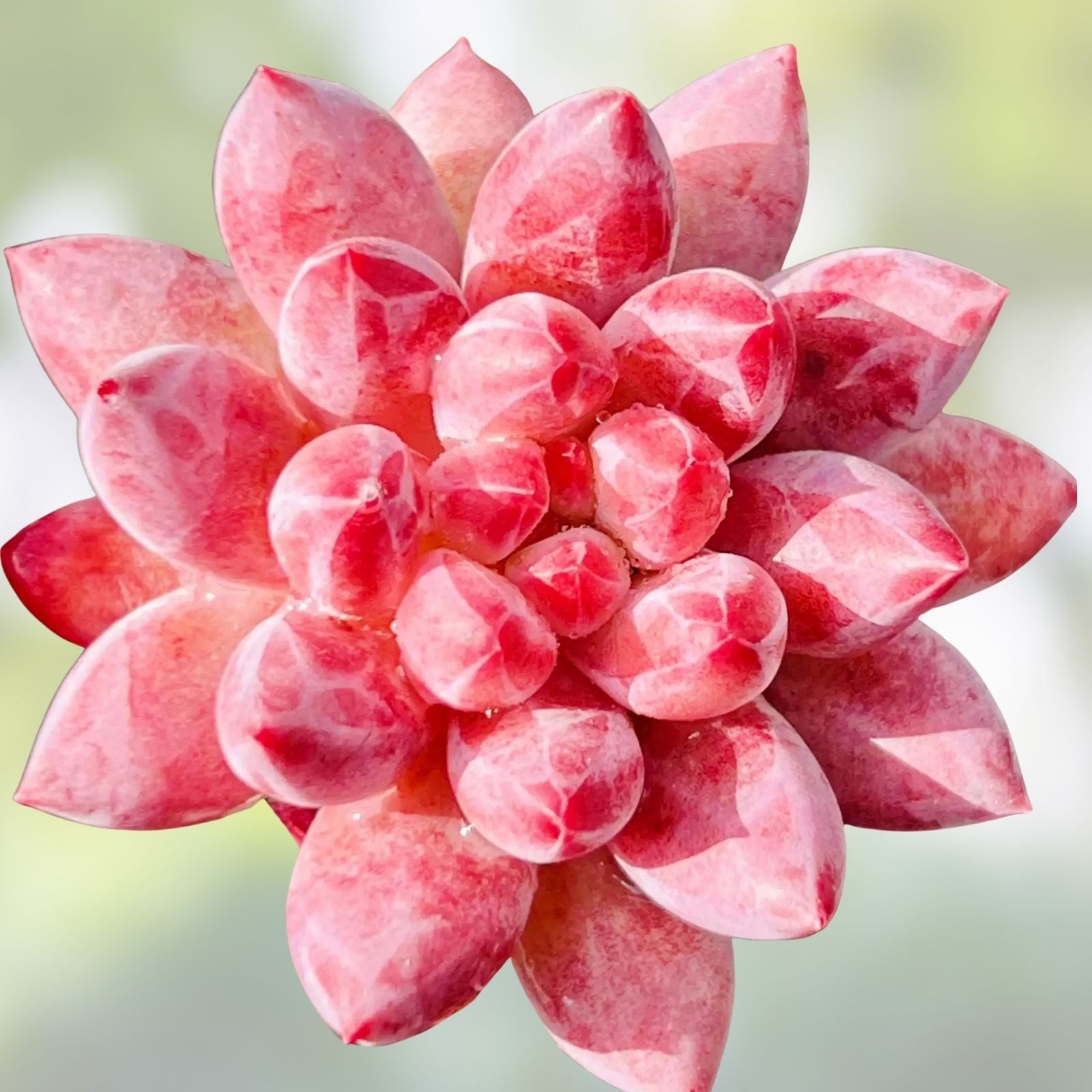 Graptoveria Dusty Succulent Plant 3-Inch Live Plant, Easy Care Houseplant, Gift for Plant Lovers, Home Decor, Starter Plant