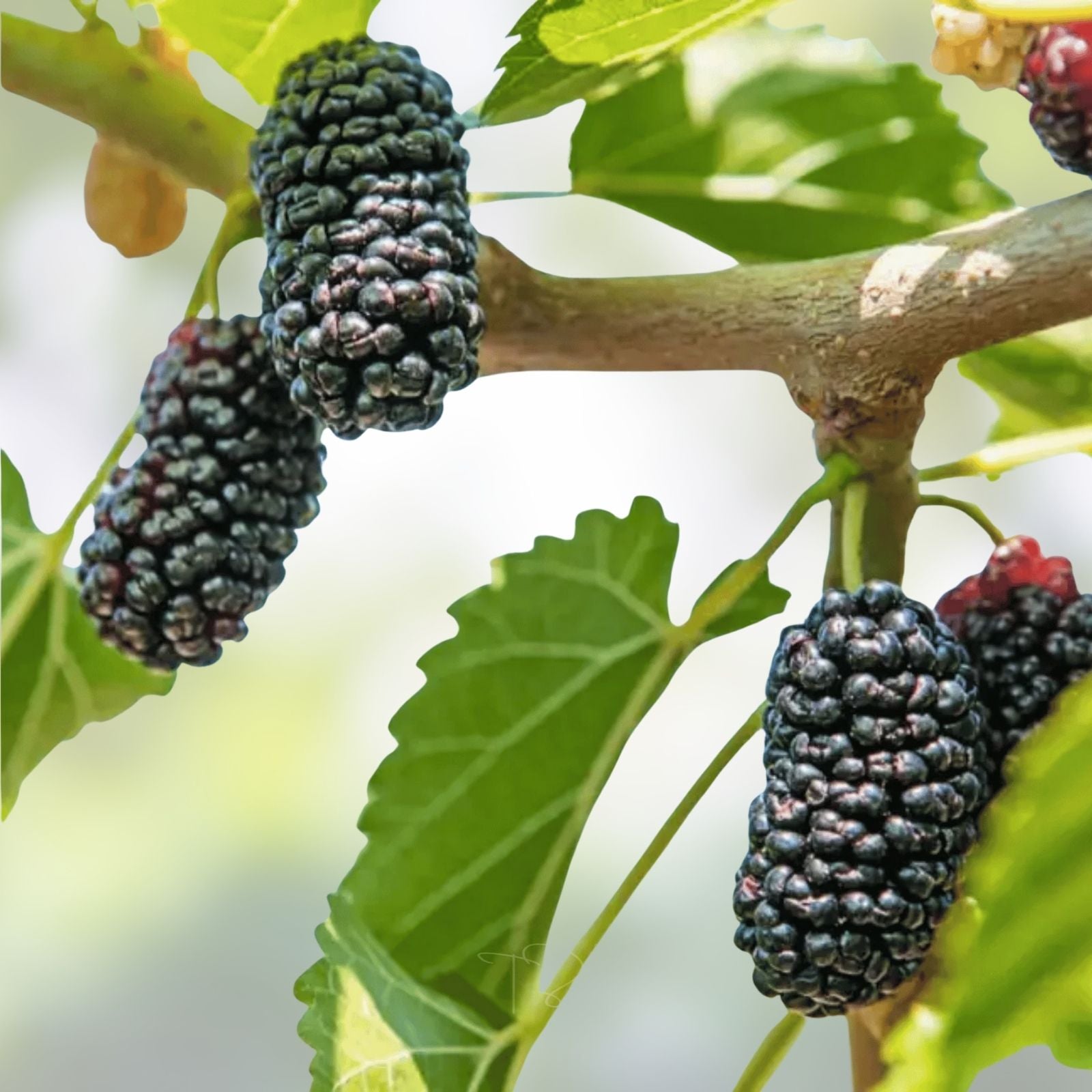 Black Mulberry Tree Seeds Morus nigra Edible Fruit Fast Growing Organic Live Plant Starter 50+
